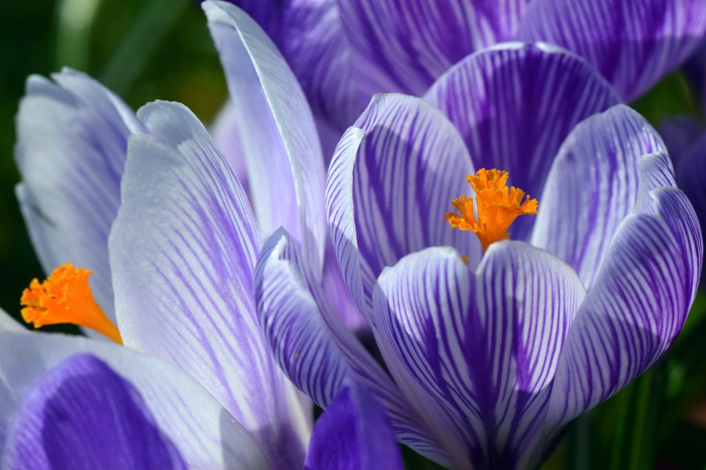 Crocus, for no reason