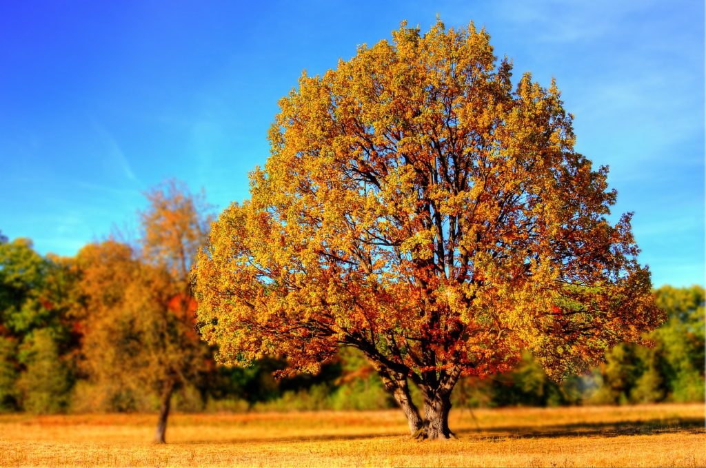 Autumnal Tree