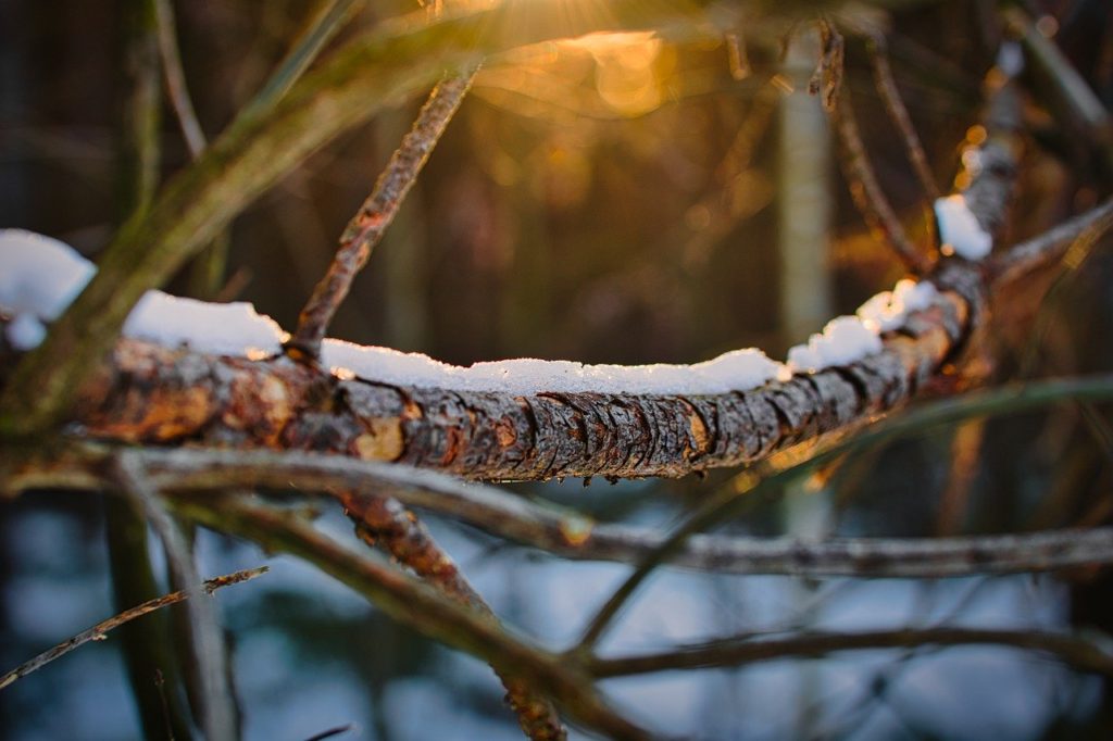 A Branch in Winter with YourQuizmaster